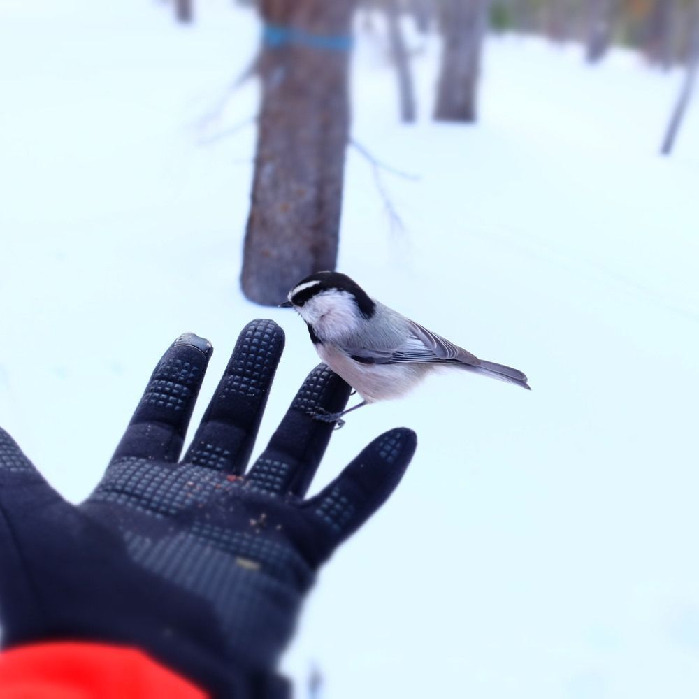 Mountain Chickadee