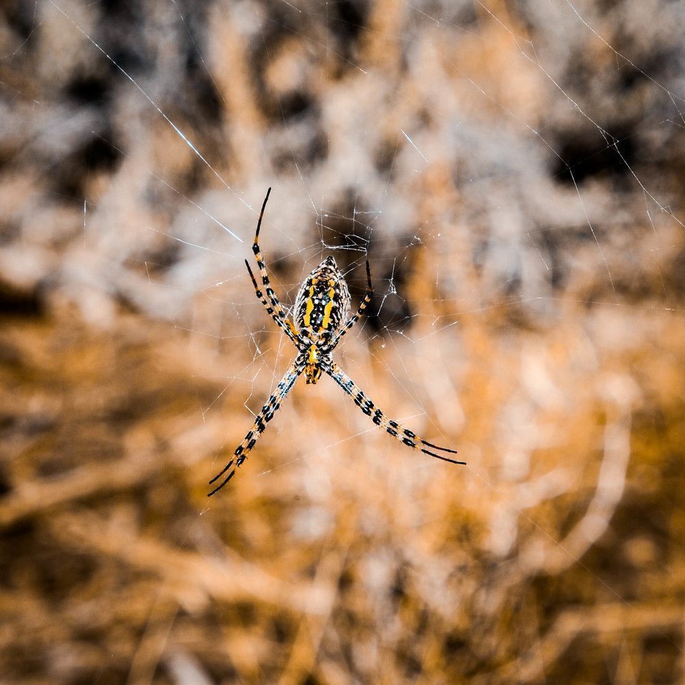 Orb Weaver