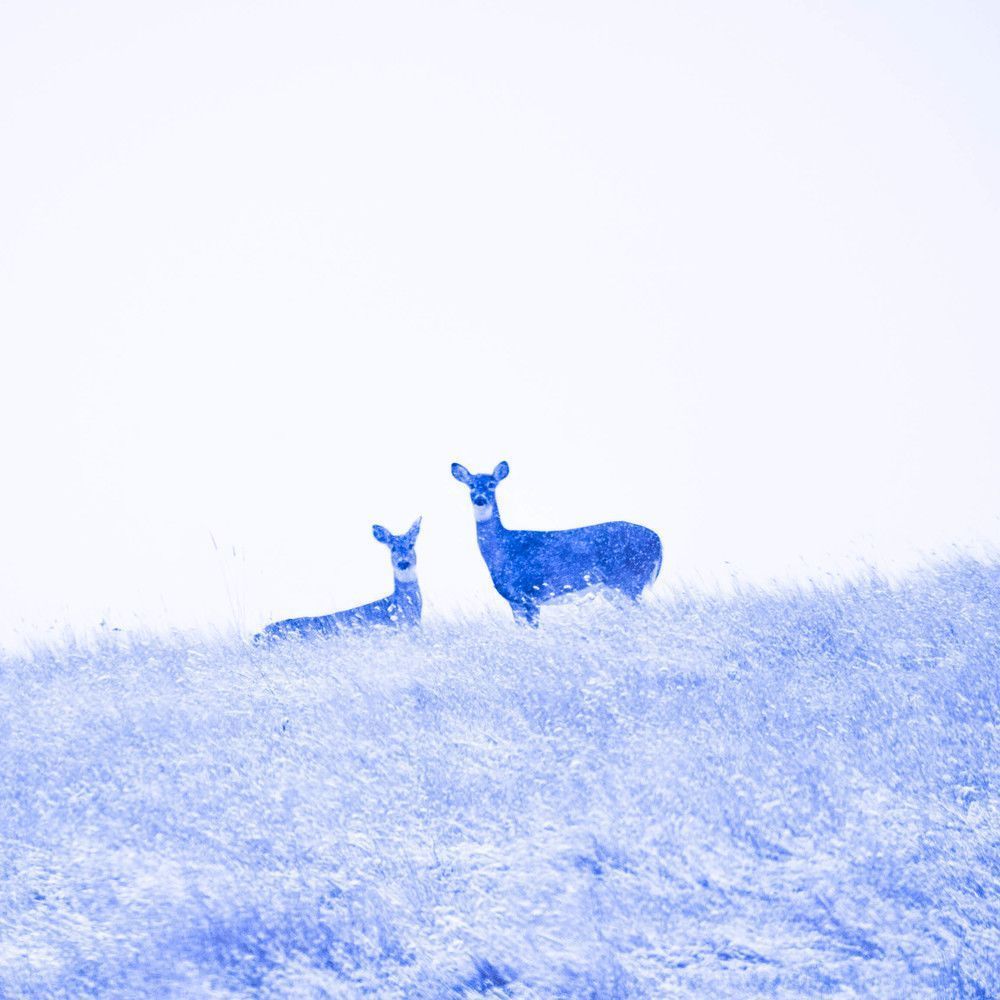 Doe In The Snow