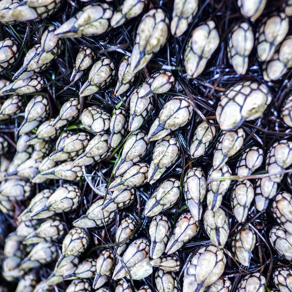 Mussel Show