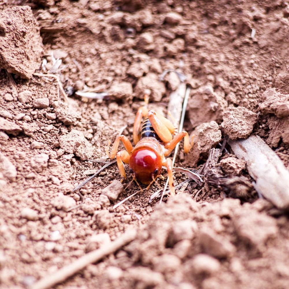 Dogskin Potato Bug