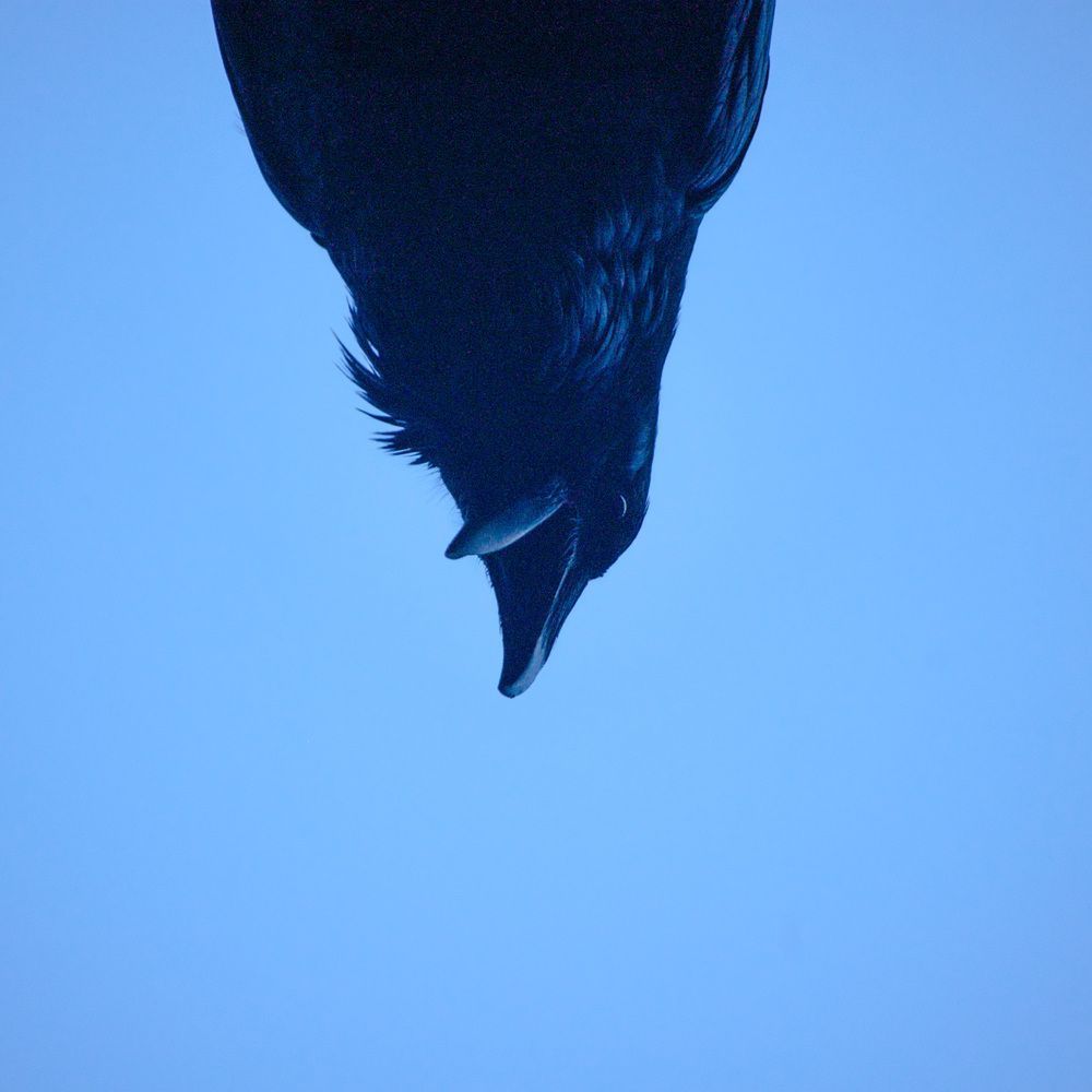 Over The Top Crow 