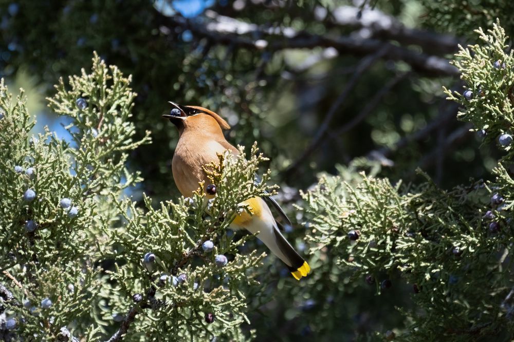 Juniper Waxwing