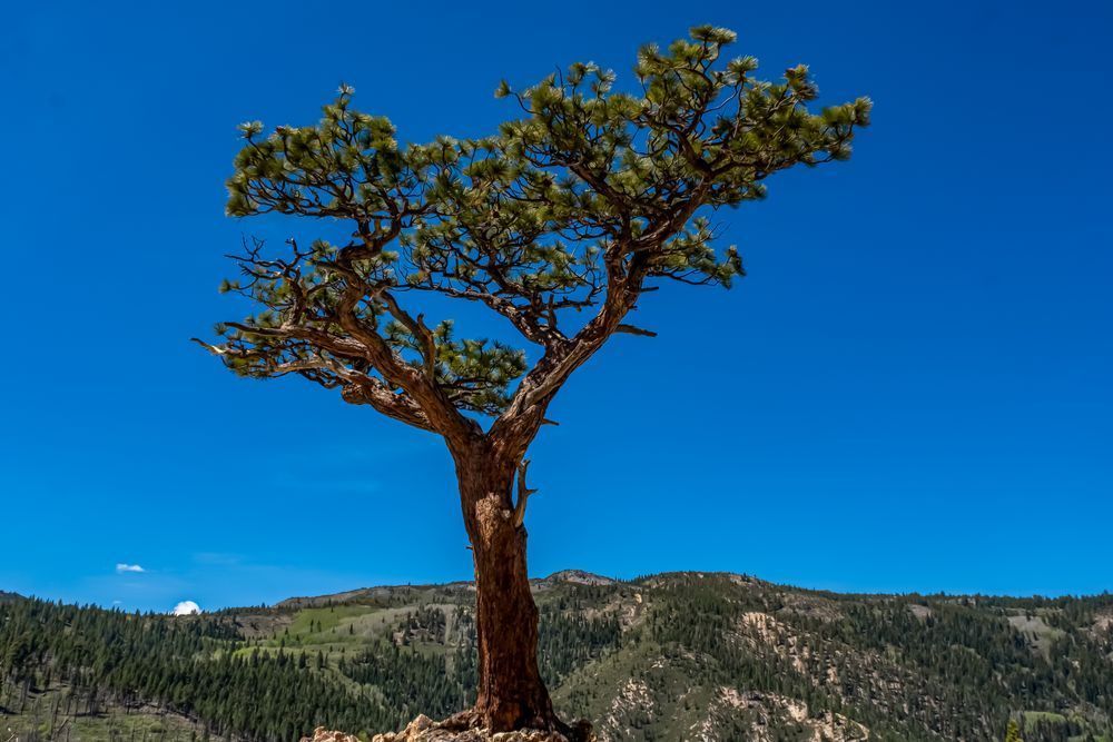 Hunter Lone Pine