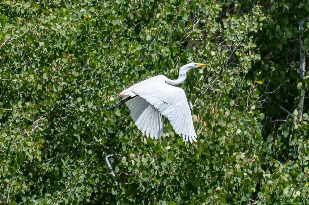 Egrets Flight