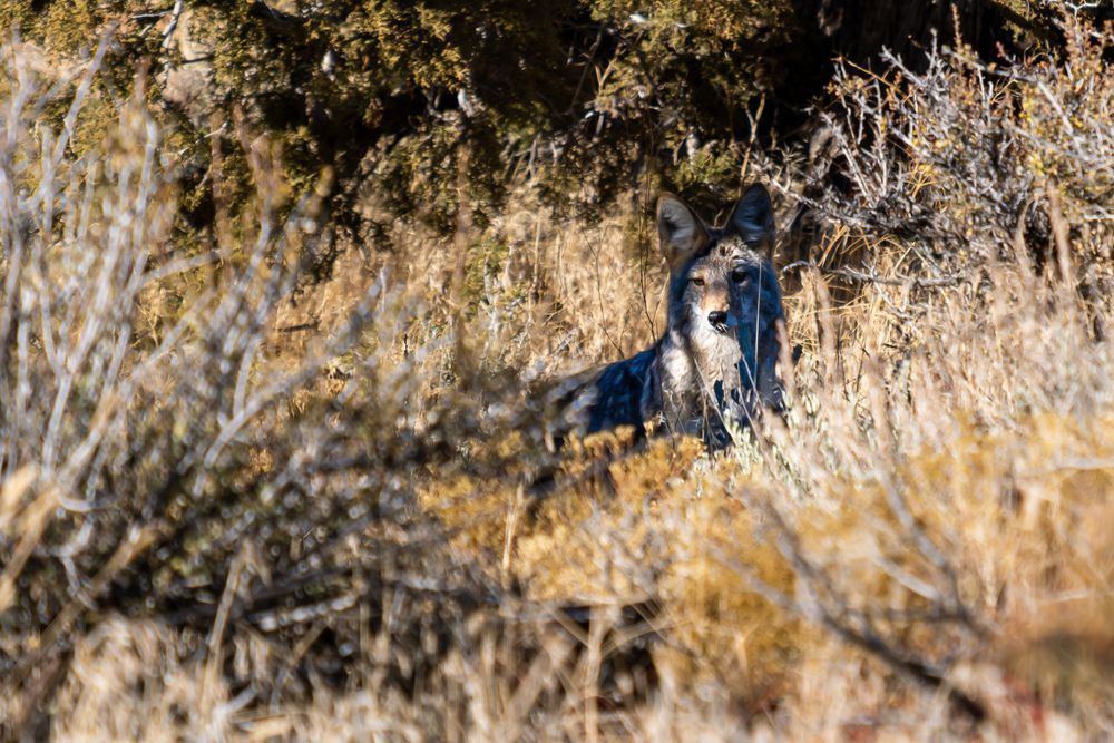 High Sierra Dog - Coyote in Nevada