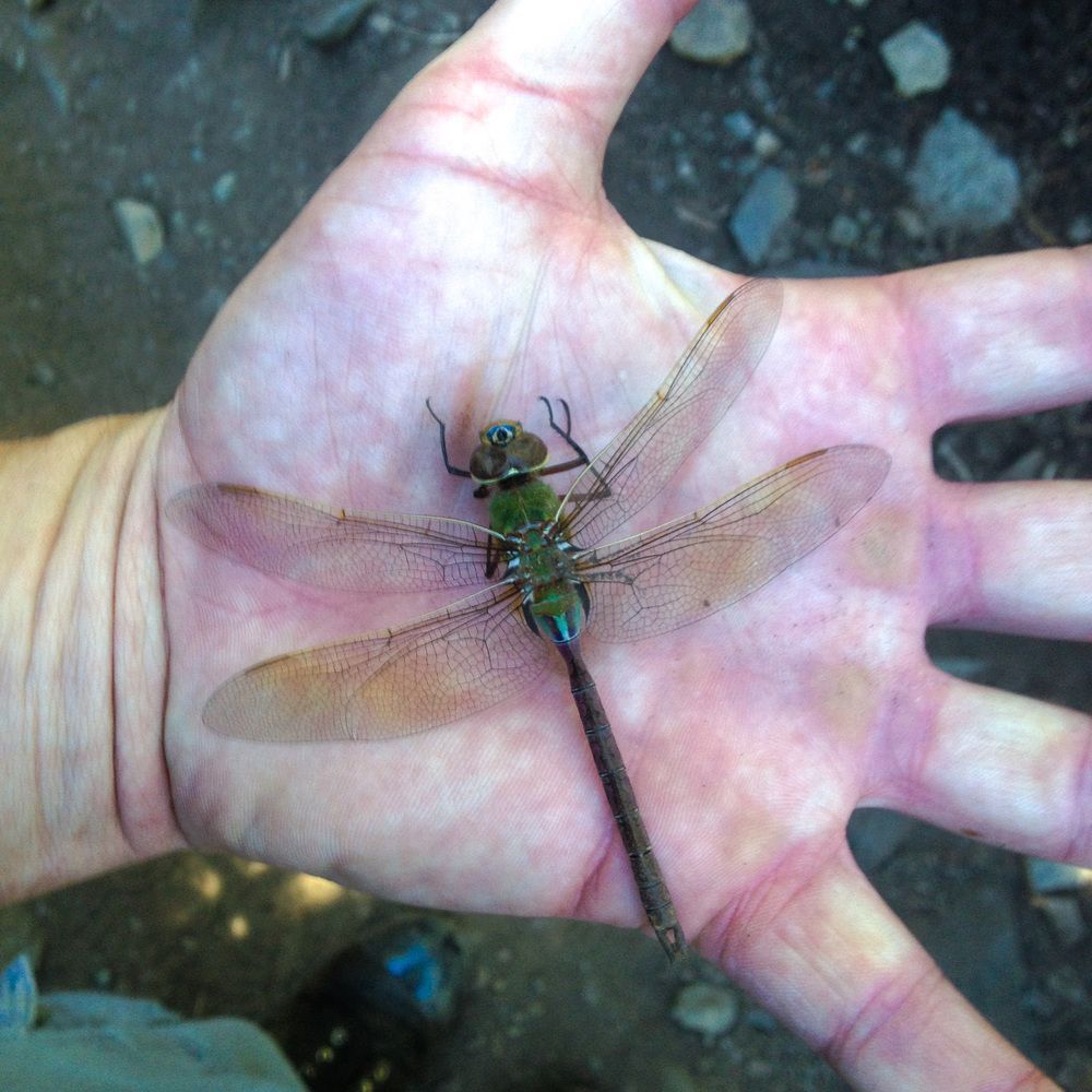Dragonfly