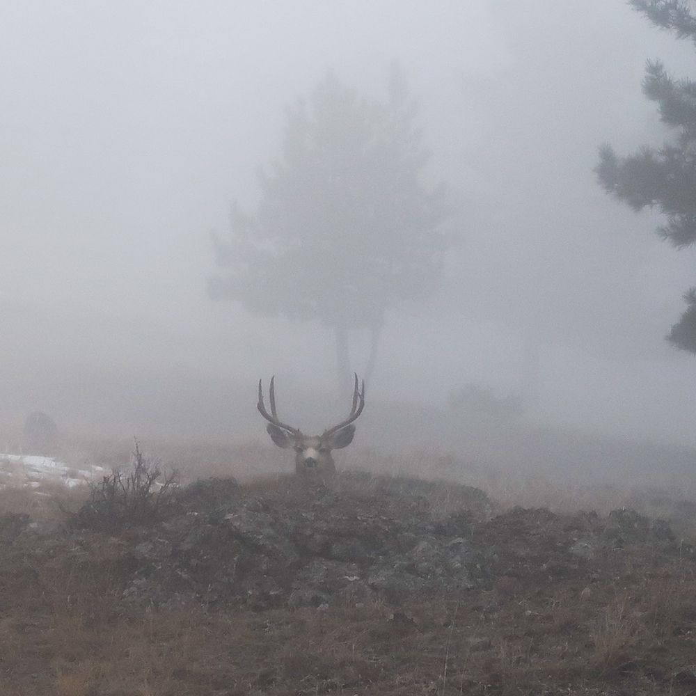 Foggy Pop Up