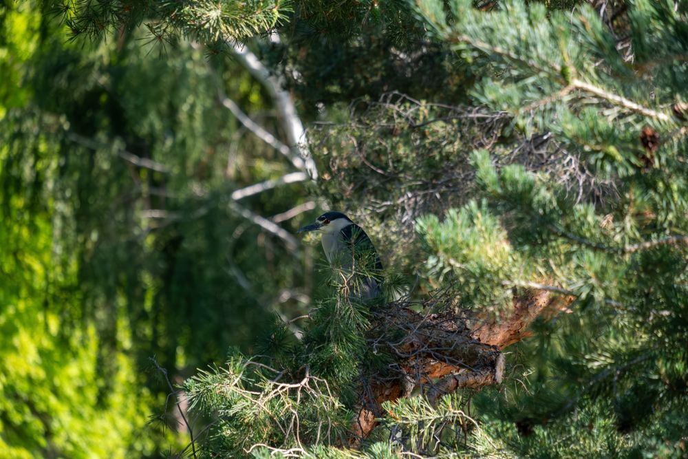 Night Heron 
