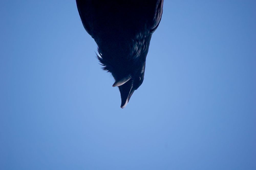 Overcrow - black crow above door