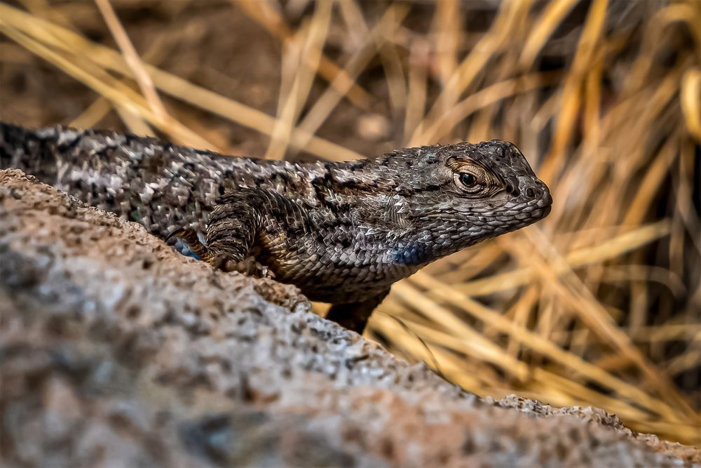 Lizard King