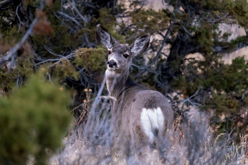 My Good Side - Doe Deer