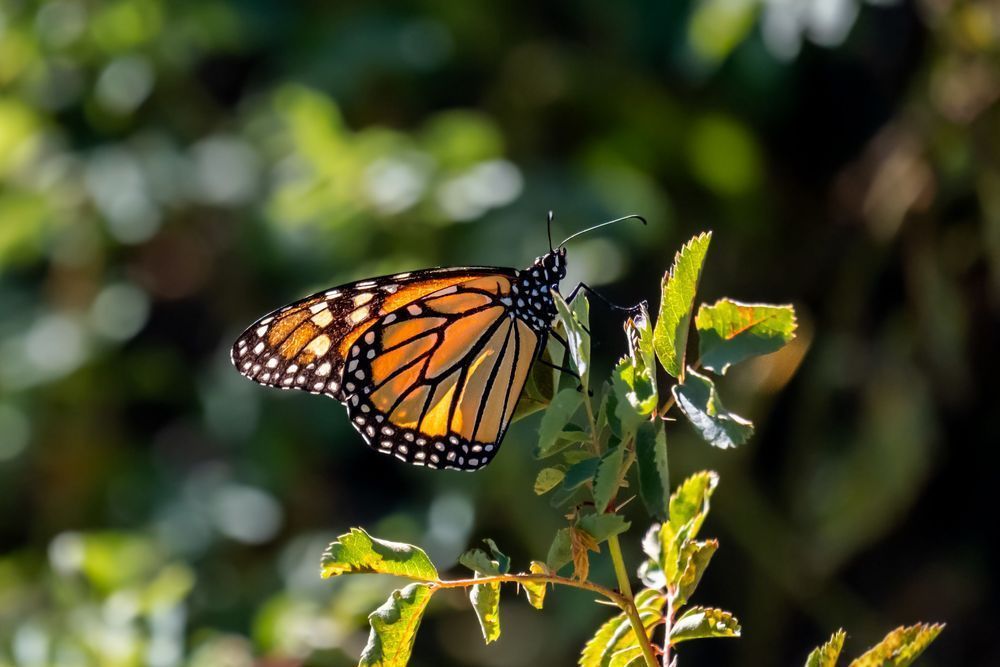 Monarch