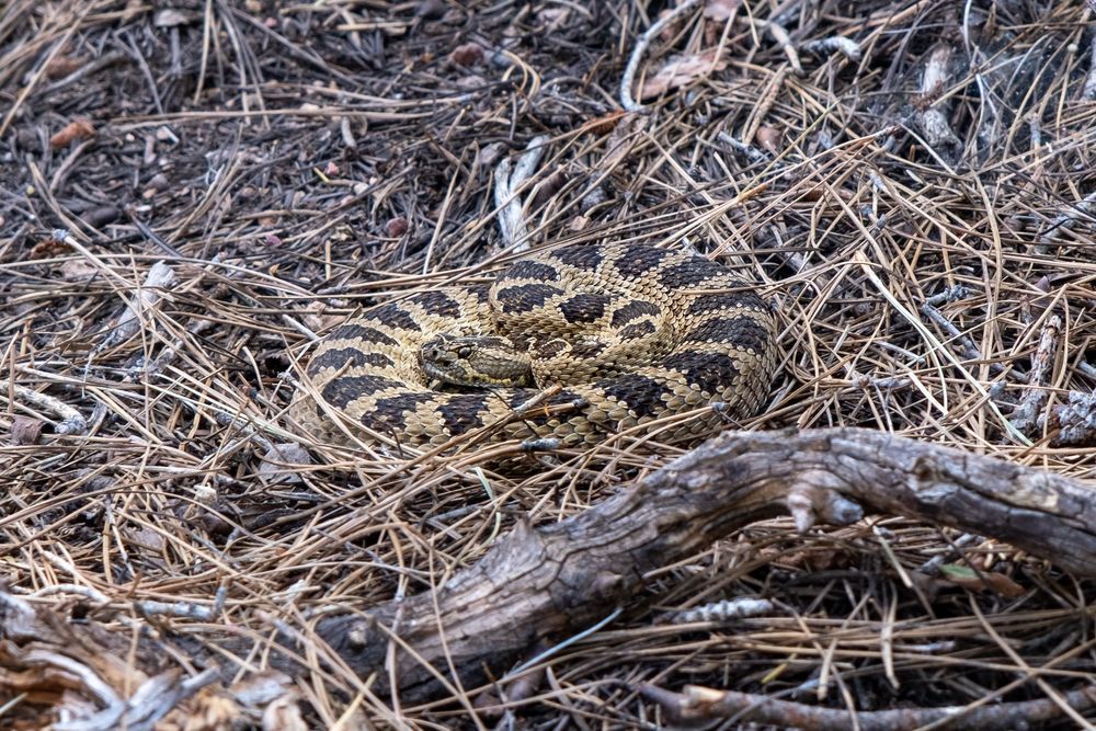 Spring Coil - Rattle Snake in Nevada
