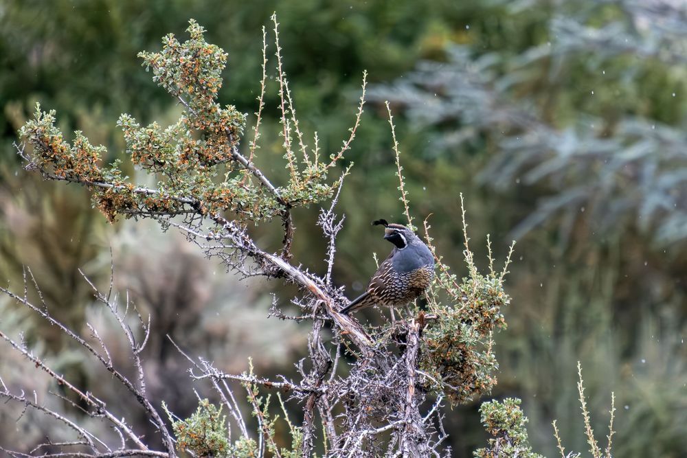 Spring Step - California Quail 