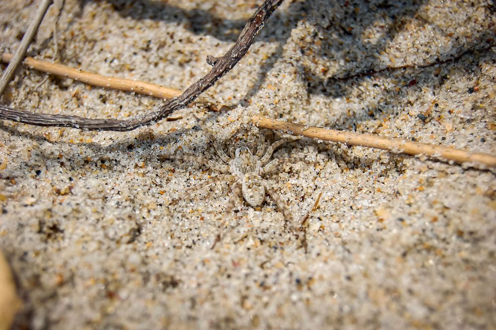 Sand Spider 