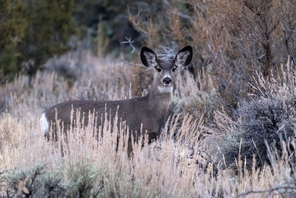 Sage Scorn - Nevada Deer