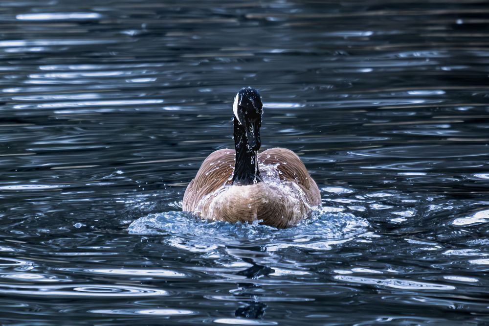 Water Resistant - Canadian Goose