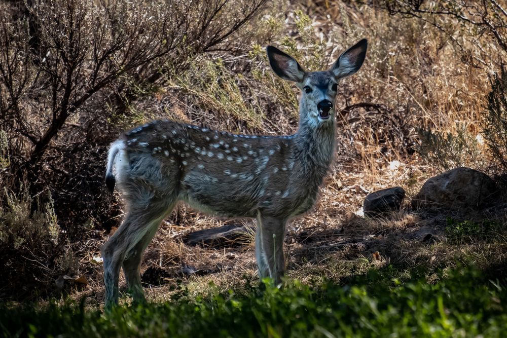 Nevada Fawn - baby deer in sagebrush 