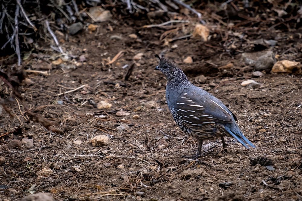 female quail 