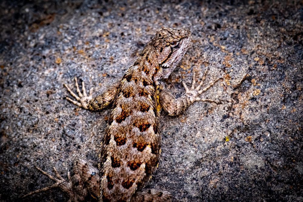 Desert Sentinel: Close-Up of a Nevada Lizard