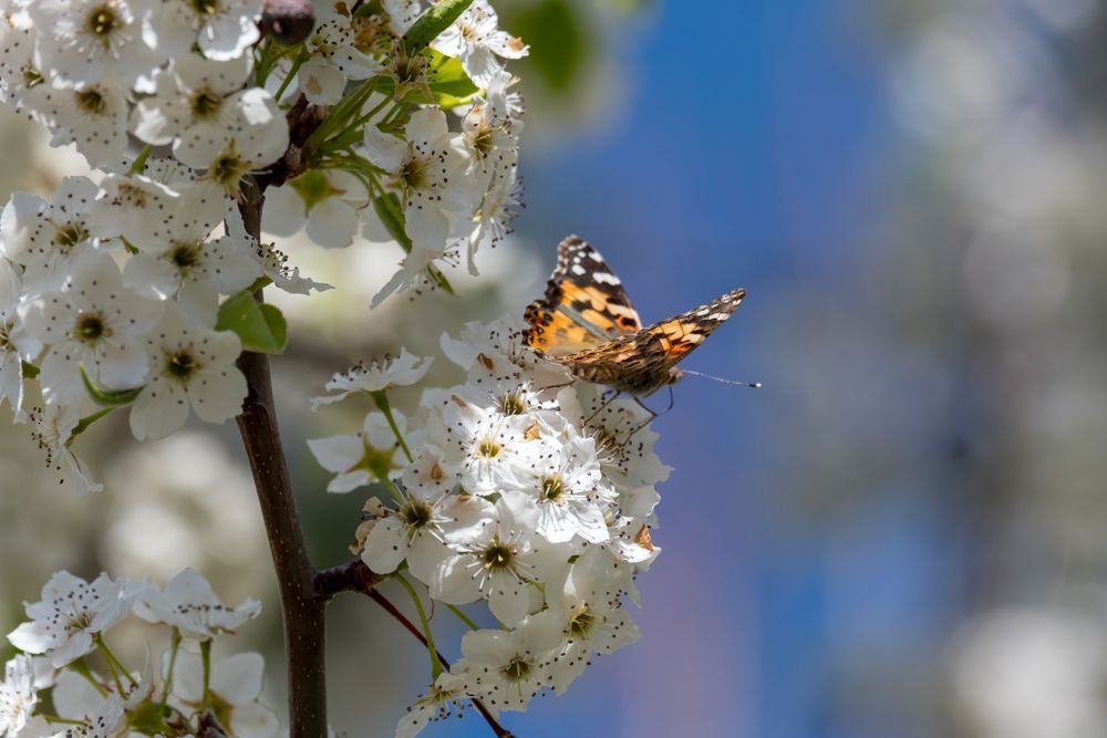 Nevada Pollinator - butterfly in spring 