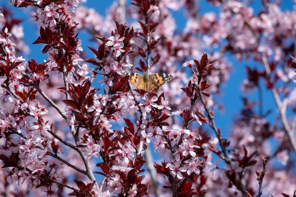 Butterfly In Spring Bloom 