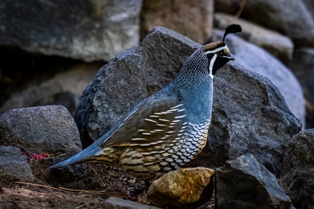 Male Quail - birds of Nevada