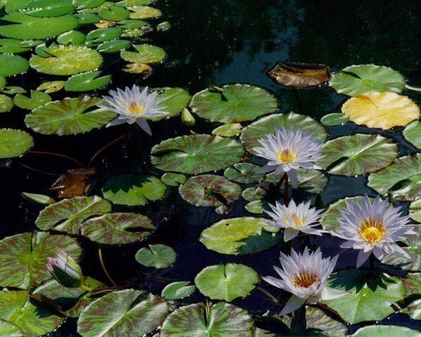 Flowers Art | June Bell Artist
