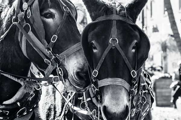 Black and White