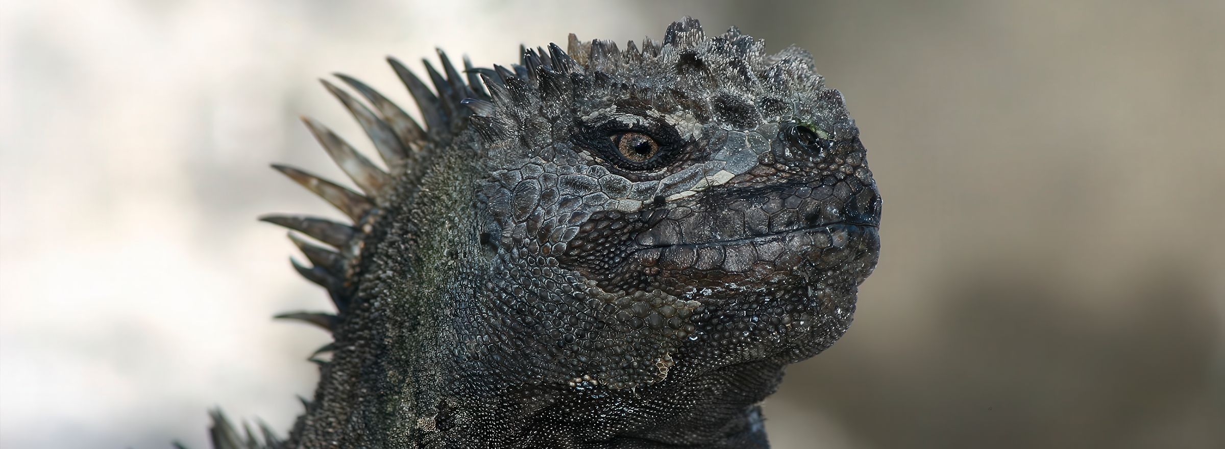 
        <div class='title'>
          Iguana Slide
        </div>
       