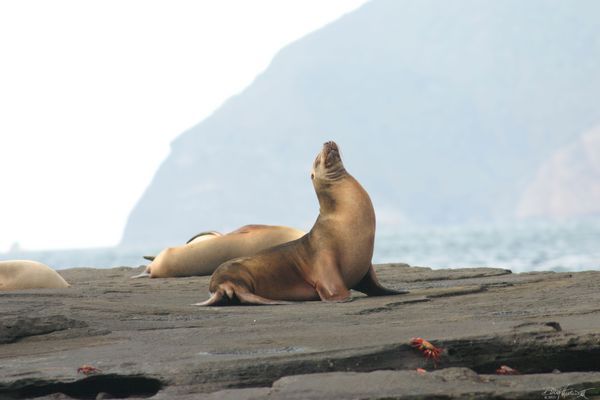 Fauna