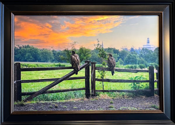 Hawks On A Fence Signed Art | Quarry House Gallery