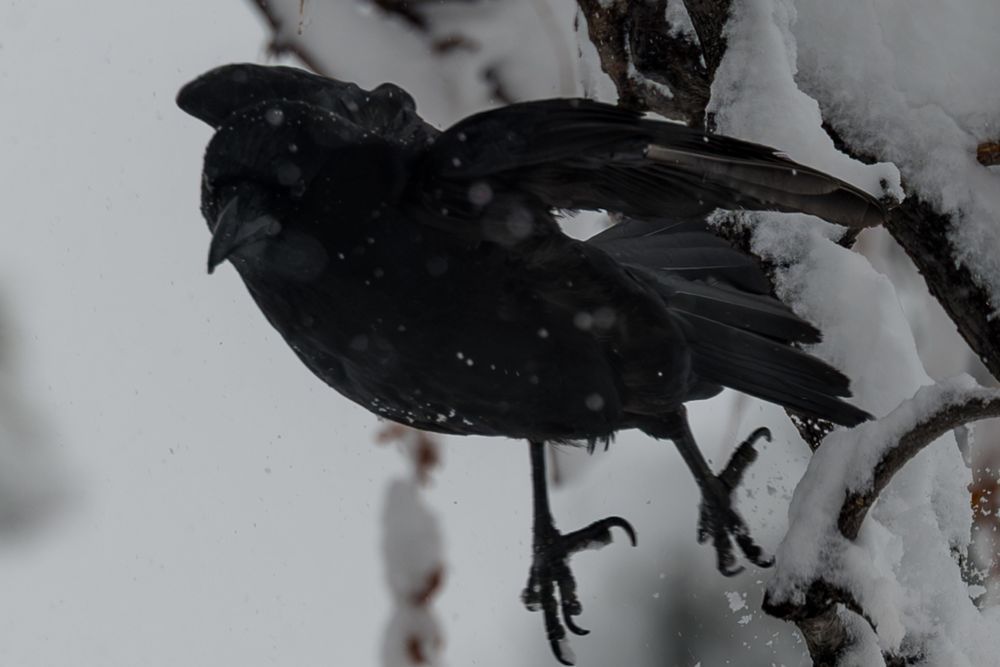 20240314 Dsc 0271 271sage Photography Art | Lazy J Z Photography