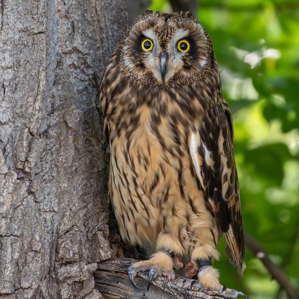 Birds Of Prey 15 Photography Art | Lazy J Z Photography