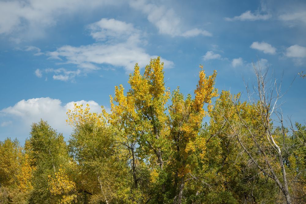 Fall12 Photography Art | Lazy J Z Photography