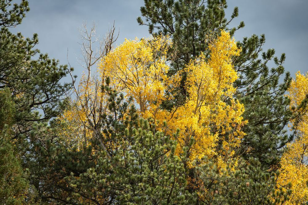 Fall 30 Photography Art | Lazy J Z Photography
