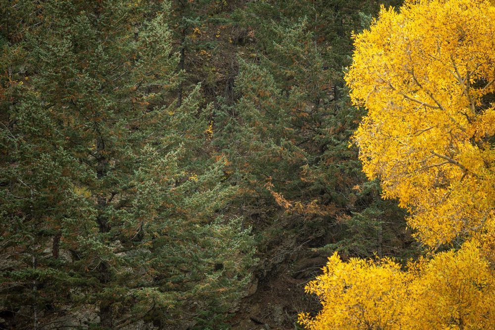 Fall 20 Photography Art | Lazy J Z Photography
