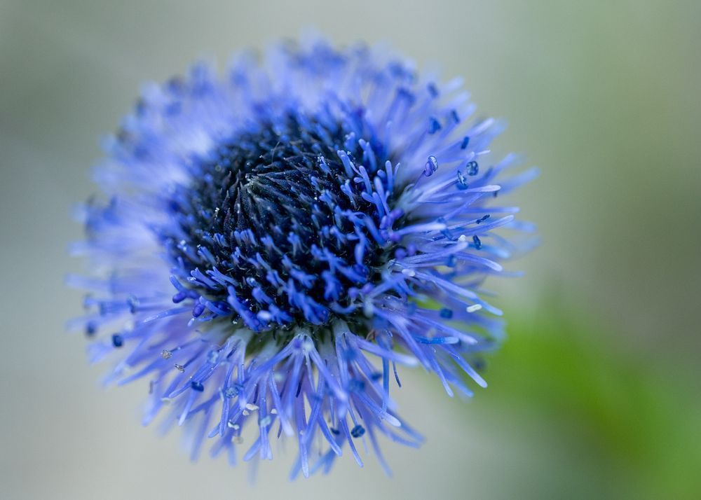 Flowers 2 Photography Art | Lazy J Z Photography