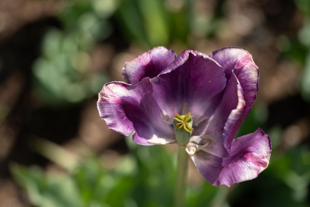 Flowers 203 Photography Art | Lazy J Z Photography