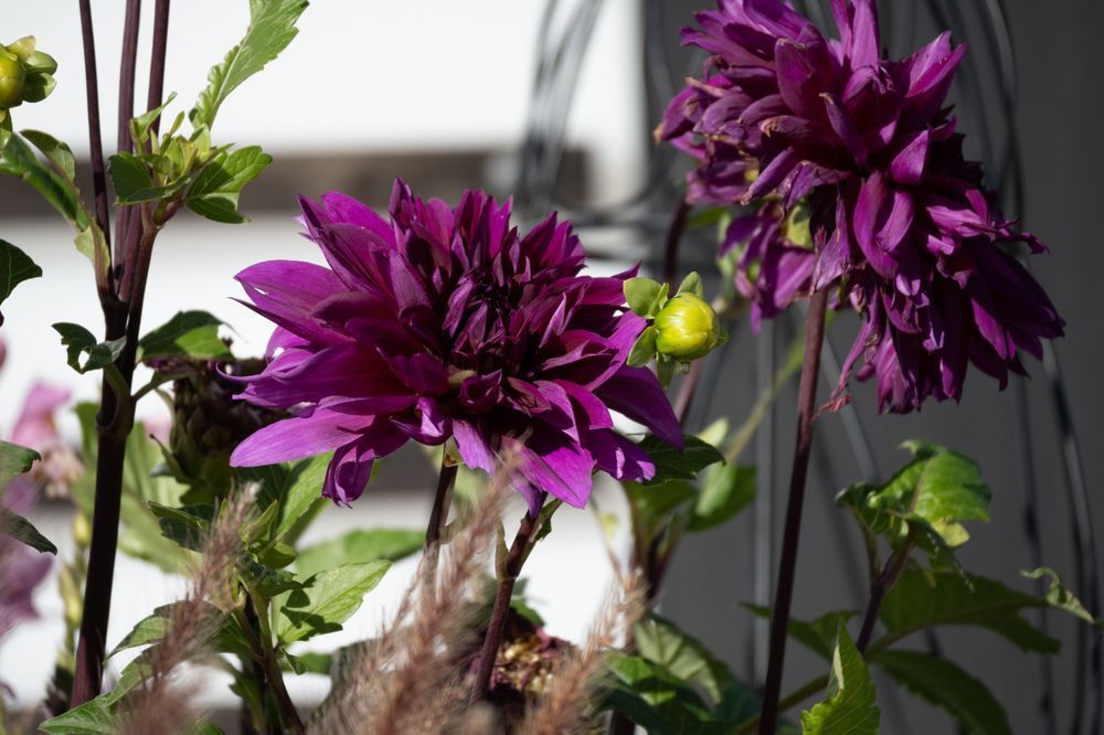 Flowers 72 Photography Art | Lazy J Z Photography