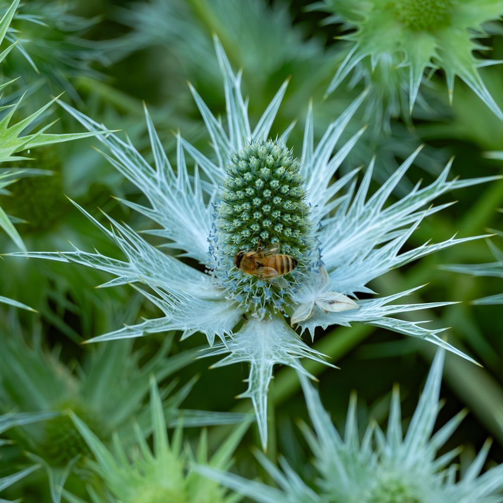 Flowers 61 Photography Art | Lazy J Z Photography
