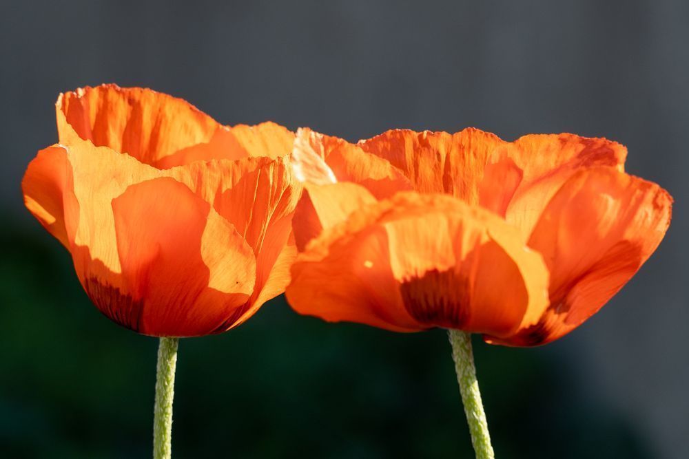 Flowers 28 Photography Art | Lazy J Z Photography