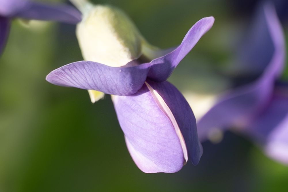 Flowers 30 Photography Art | Lazy J Z Photography