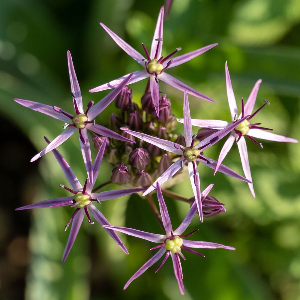 Flowers 34 Photography Art | Lazy J Z Photography