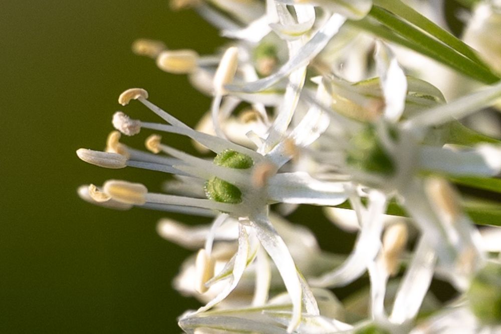 Flowers 35 Photography Art | Lazy J Z Photography