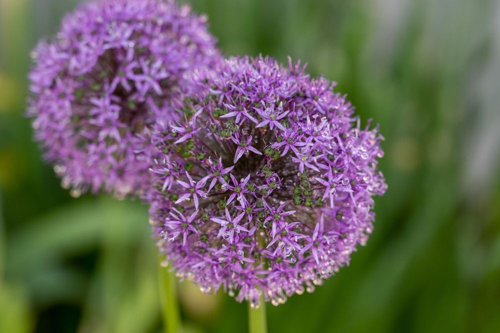 Flowers 22 Photography Art | Lazy J Z Photography