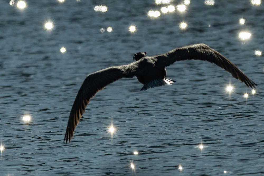 Wat 5751 Enhanced Nr Photography Art | Lazy J Z Photography