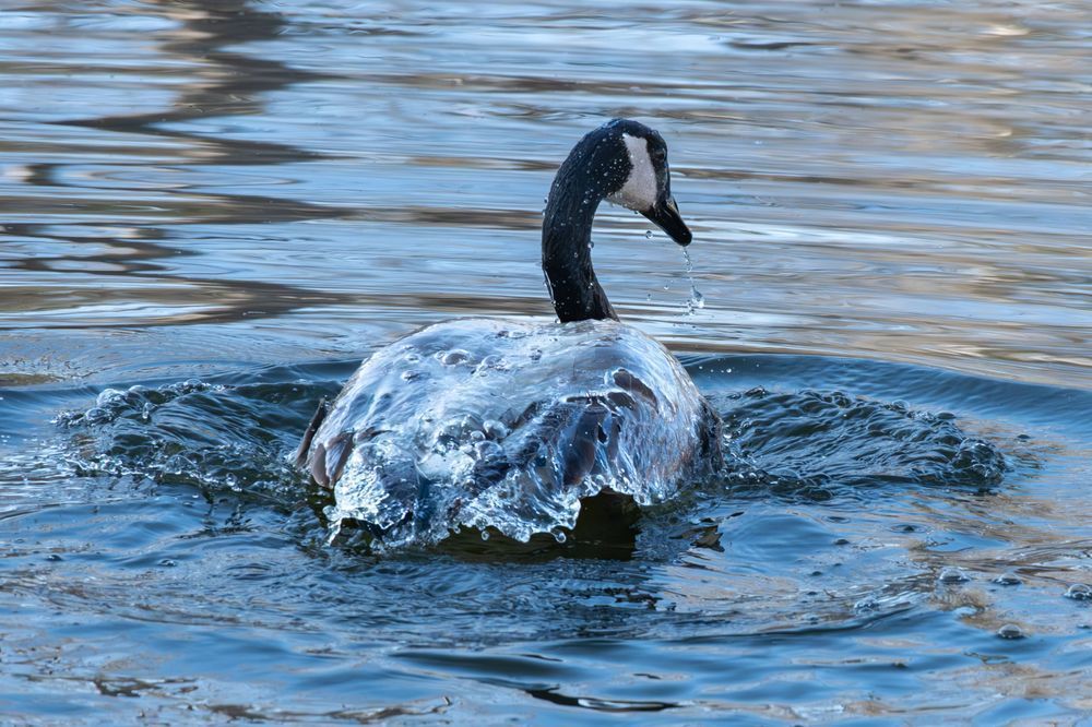 Waterfowl 2 Photography Art | Lazy J Z Photography