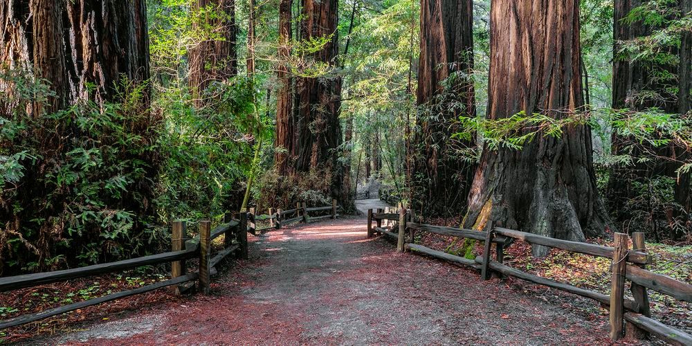 Path To Tranquility Art | Tony Pagliaro Gallery
